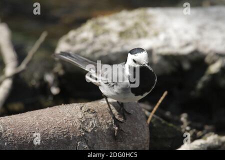 Bachstelze, Motacilla alba, Weißer Schwanz, Stockfoto