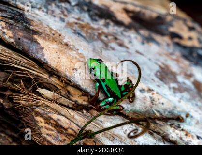 Kleiner grüner Frosch, der auf dem Boden im Dschungel sitzt Stockfoto