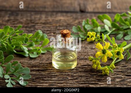 Ätherische Ölflasche mit blühender gemeiner Rue oder Ruta graveolens Zweige Stockfoto