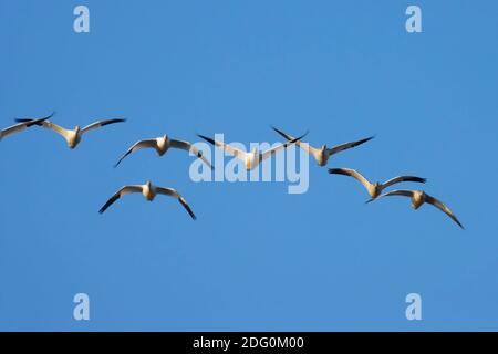 Schneegänse (Chen caerulescens) im Flug, Sacramento National Wildlife Refuge, Kalifornien Stockfoto