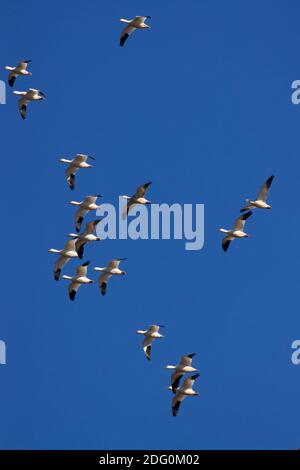 Schneegänse (Chen caerulescens) im Flug, Sacramento National Wildlife Refuge, Kalifornien Stockfoto