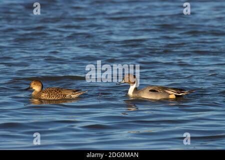 Nördliche Pintail (Anas acuta), North Central Valley Wildlife Management Area, Llano Seco Unit, Kalifornien Stockfoto