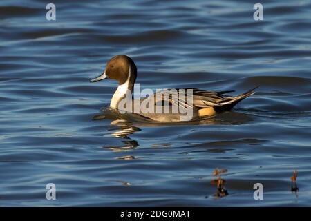 Nördliche Pintail (Anas acuta), North Central Valley Wildlife Management Area, Llano Seco Unit, Kalifornien Stockfoto