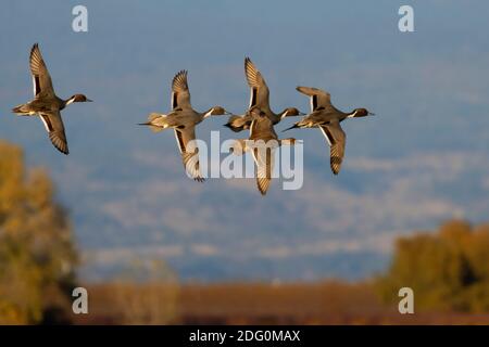 Nördliche Pintail (Anas acuta), North Central Valley Wildlife Management Area, Llano Seco Unit, Kalifornien Stockfoto