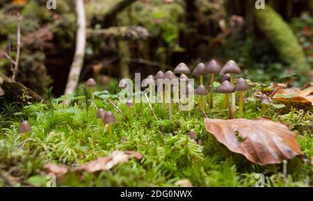 Kleine Pilze wachsen in einem Wald in den Dolomiten (Italien) Stockfoto