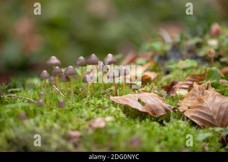 Kleine Pilze wachsen in einem Wald in den Dolomiten (Italien) Stockfoto