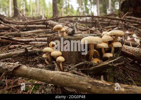 Gelbe Pilze wachsen in einem Wald in den Dolomiten (Italien) Stockfoto