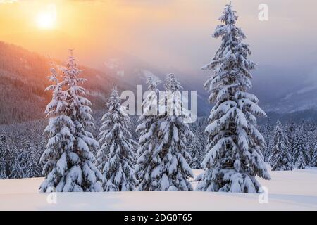 Herrlicher Wintersonnenaufgang hoch in den Bergen in wunderschönen Wäldern. Touristenlandschaft. Standort Karpaten, Ukraine, Europa. Stockfoto