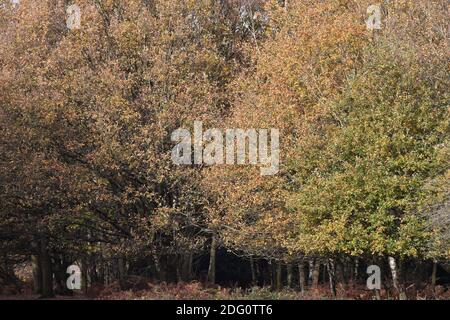 Im Bild: Wanderer, die den späten Herbstsonnen im Sutton Park, Sutton Coldfield, Birmingham, Donnerstag, 12. November 2020 genießen. Viele Menschen nutzen die Gelegenheit zu öffentlichen Bereichen während des Monats lange Sperre für ein zweites Mal. Stockfoto