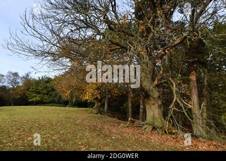 Im Bild: Wanderer, die den späten Herbstsonnen im Sutton Park, Sutton Coldfield, Birmingham, Donnerstag, 12. November 2020 genießen. Viele Menschen nutzen die Gelegenheit zu öffentlichen Bereichen während des Monats lange Sperre für ein zweites Mal. Stockfoto