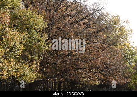 Im Bild: Wanderer, die den späten Herbstsonnen im Sutton Park, Sutton Coldfield, Birmingham, Donnerstag, 12. November 2020 genießen. Viele Menschen nutzen die Gelegenheit zu öffentlichen Bereichen während des Monats lange Sperre für ein zweites Mal. Stockfoto