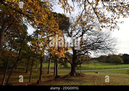 Im Bild: Wanderer, die den späten Herbstsonnen im Sutton Park, Sutton Coldfield, Birmingham, Donnerstag, 12. November 2020 genießen. Viele Menschen nutzen die Gelegenheit zu öffentlichen Bereichen während des Monats lange Sperre für ein zweites Mal. Stockfoto