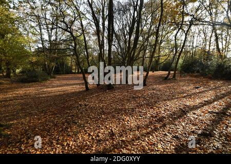 Im Bild: Wanderer, die den späten Herbstsonnen im Sutton Park, Sutton Coldfield, Birmingham, Donnerstag, 12. November 2020 genießen. Viele Menschen nutzen die Gelegenheit zu öffentlichen Bereichen während des Monats lange Sperre für ein zweites Mal. Stockfoto