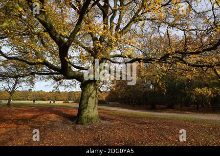 Im Bild: Wanderer, die den späten Herbstsonnen im Sutton Park, Sutton Coldfield, Birmingham, Donnerstag, 12. November 2020 genießen. Viele Menschen nutzen die Gelegenheit zu öffentlichen Bereichen während des Monats lange Sperre für ein zweites Mal. Stockfoto