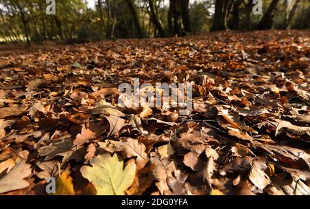 Im Bild: Wanderer, die den späten Herbstsonnen im Sutton Park, Sutton Coldfield, Birmingham, Donnerstag, 12. November 2020 genießen. Viele Menschen nutzen die Gelegenheit zu öffentlichen Bereichen während des Monats lange Sperre für ein zweites Mal. Stockfoto