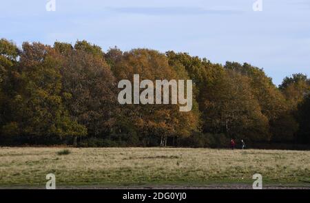 Im Bild: Wanderer, die den späten Herbstsonnen im Sutton Park, Sutton Coldfield, Birmingham, Donnerstag, 12. November 2020 genießen. Viele Menschen nutzen die Gelegenheit zu öffentlichen Bereichen während des Monats lange Sperre für ein zweites Mal. Stockfoto