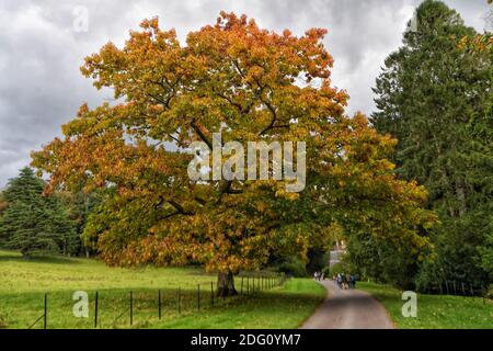 Wenn die Landschaften Großbritanniens beginnen, ihre Farbe zu ändern, goldene Blätter den Boden bespritzen und¿ einen offiziellen Hauch von Herbst in der Luft gibt, gibt¿ nichts Besseres, als nach draußen zu gehen, um diese magische Zeit des Jahres zu erleben. Tyntesfield ist ein viktorianisches neugotisches Haus und Anwesen in der Nähe von Wraxall, North Somerset, Sonntag, 11. Oktober 2020. Stockfoto