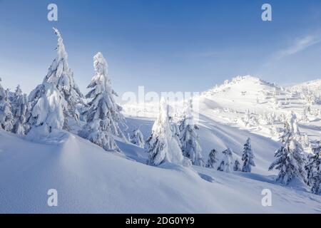 Winterlandschaft in den sonnigen Tag. Berglandschaften. Bäume mit weißem Schnee bedeckt. Stockfoto