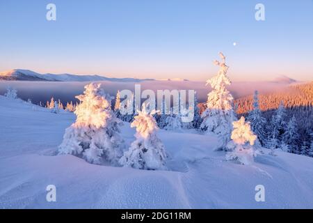 Schöner Sonnenaufgang am kalten Winter nebligen Morgen. Mystischer Wald. Hohe Berge mit schneeweißen Gipfeln, Bäume in den Schneeverwehungen. Stockfoto