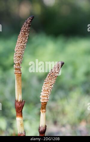 Equisetum telmateia - große Schachtelhalm Stockfoto