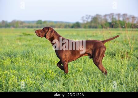 Brauner Deutscher Kurzhaarzeiger. Ein muskulöser Jagdhund steht in einem Punkt auf dem Feld zwischen dem grünen Gras. Ein sonniger Frühlingstag. Stockfoto