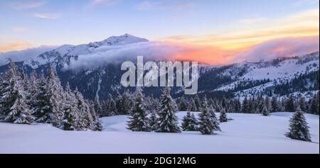 Toller Sonnenaufgang. Hohe Berge mit schneeweißen Gipfeln. Ein Panoramablick auf die mit Frostbäumen bedeckten Schneeverwehungen. Winterwald. Naturland