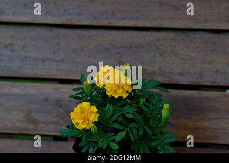 Schöne Ringelblumen-Bündel, die im Park Garten im Freien Garten des Hauses mit Holzplanken der Bank im Hintergrund blühen. Stockfoto