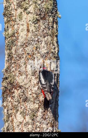 Großer Specht Specht hacken aus einem Nest Loch in ein Baumstamm im Frühjahr Stockfoto