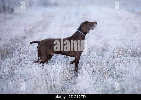 Der braune Jagdhund. Ein muskulöser Hund, deutscher Kurzhaarpointer, ein Vollblut, steht auf einer mit Schnee bedeckten Wiese in der Spitze, schnupperte die s Stockfoto