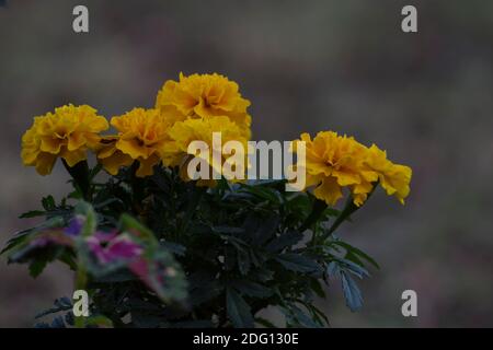 Ringelblume Blumen Bündel. Indische Sommerblumen. Jährlich. Grünes Laub. Selektiver Fokus Nahaufnahme verschwommener Hintergrund. Tagetes erecta, mexikanisch, AZT Stockfoto