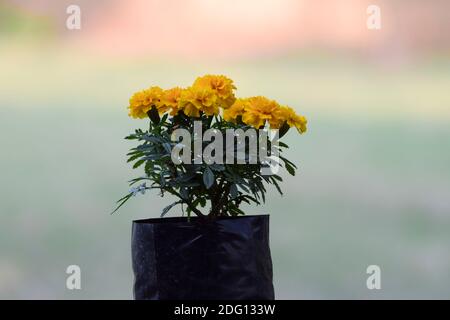 Asiatische Ringelblume Nahaufnahme von Orange gelb Ringelblume Blumen im Garten Park im Freien in Ahmedabad Gujarata Indien blühen. Staatliche Blume des indischen Staates Guj Stockfoto