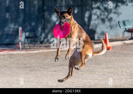 Nach dem Fang einer rosafarbenen Scheibe in der Luft fällt ein belgischer Malinois ins Gras Stockfoto