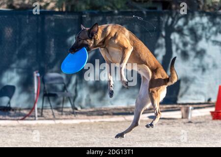 Malinois in der Luft nach dem Fang einer blauen Scheibe mit Spucken fliegen Stockfoto