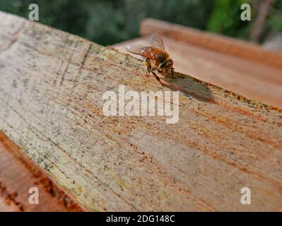Biene auf Honig produzierendes Bienenholz, Makrofotografie Stockfoto