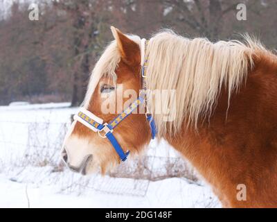 Ein hübsches Pferd in einem blauen Halsband steht im Schnee. Stockfoto