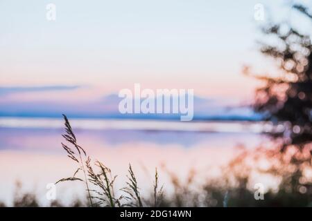 Nahaufnahme langes wildes Gras, das in der Nähe eines Sees wächst. Hintergrund ist unscharf. Weiches Licht. Pa Sak Jolasid Dam Lopburi Thailand. Stockfoto