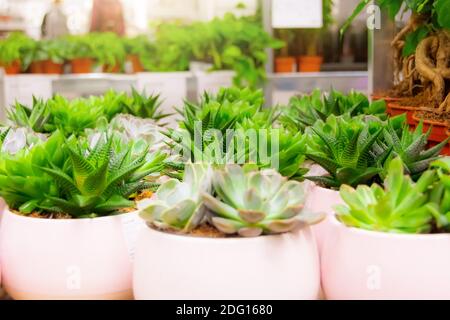 Aloe Haworthia und andere sukkulente Zimmerpflanzen in Töpfen Shop, Verkauf Stockfoto