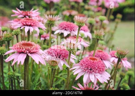 Echinacea purpurea 'Papallo Semi-Double Pink'-Blütenblume blüht im Sommer Monate Stockfoto