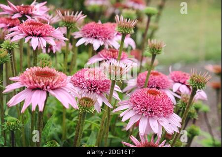 Echinacea purpurea 'Papallo Semi-Double Pink'-Blütenblume blüht im Sommer Monate Stockfoto
