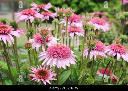 Echinacea purpurea 'Papallo Semi-Double Pink'-Blütenblume blüht im Sommer Monate Stockfoto