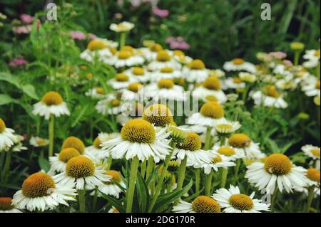 Echinacea coneflower 'White Meditation' Blume während der Sommermonate Stockfoto