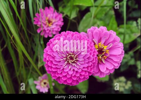 Rote Gemeine Zinnia (Zinnia elegans) 'Purple Prince' in der Blüte während der Sommermonate Stockfoto