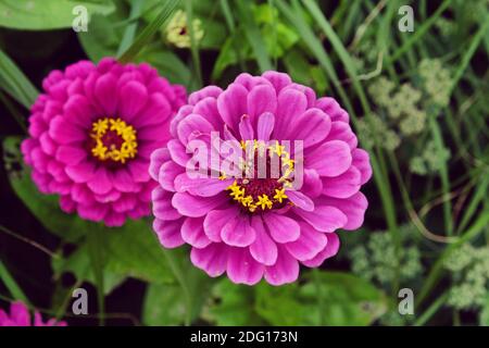 Rote Gemeine Zinnia (Zinnia elegans) 'Purple Prince' in der Blüte während der Sommermonate Stockfoto