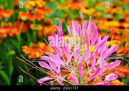 Cleome spinosa, Spinnenblume, 'Cherry Queen' in Blüte während der Sommermonate Stockfoto