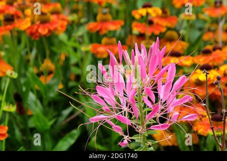 Cleome spinosa, Spinnenblume, 'Cherry Queen' in Blüte während der Sommermonate Stockfoto