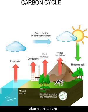 Kohlenstoffkreislauf. Der Kohlenstoffweg aus der Atmosphäre, zu lebenden Organismen, dann zu toter organischer Materie und zurück in die Atmosphäre. Vektor Stock Vektor