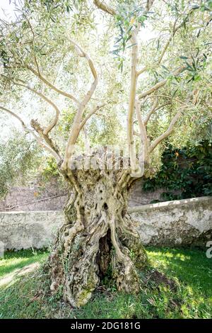 Der atemberaubende Garten der Villa Eva in der Stadt Ravello Italien. Ein renommierter Veranstaltungsort für Hochzeiten und eine Villa in Privatbesitz. Ein alter knarriger Baum steht allein. Stockfoto