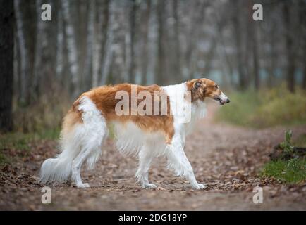 Erwachsene reinrassige Männchen des russischen Barsoy Hund zu Fuß im Wald Stockfoto