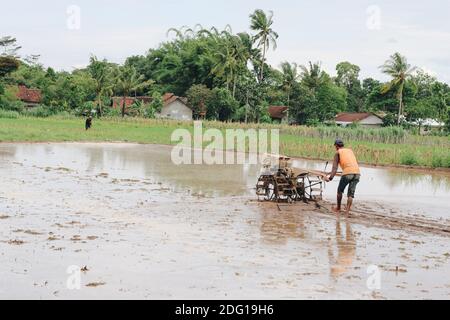 Indonesien Bauer pflügt ein Reisfeld mit Deichselschlepper. Stockfoto