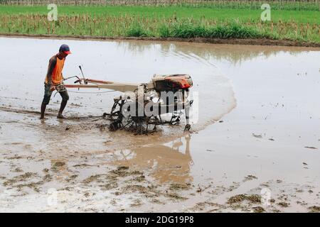 Indonesien Bauer pflügt ein Reisfeld mit Deichselschlepper. Stockfoto